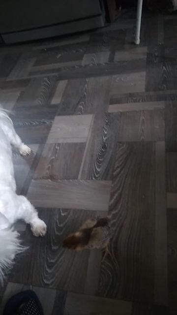 чечётка от Луши