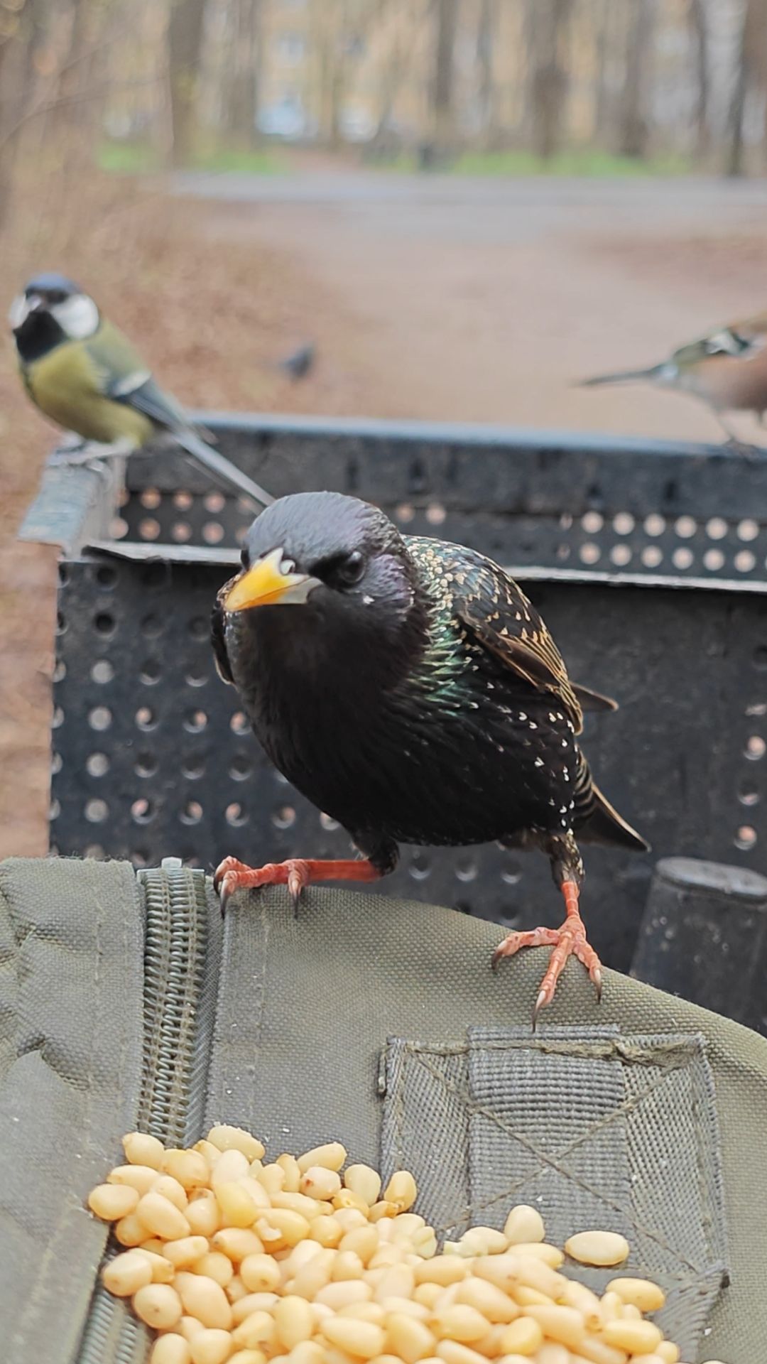Скворец, зяблик и белка в конце