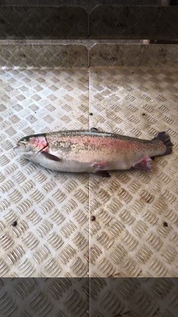 уловы рыбаков в Рыбин Гуде