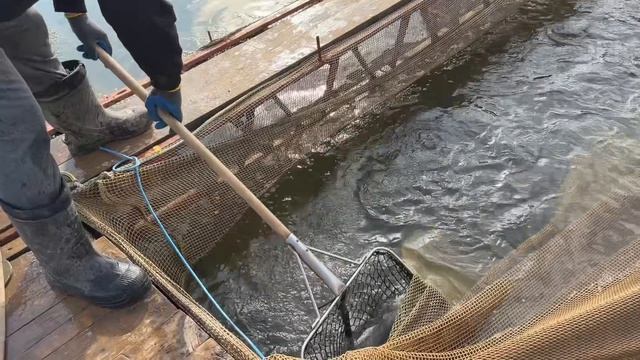 Запуск форели