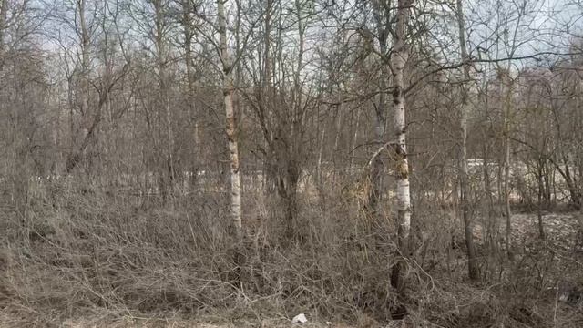 д. Пушкино 50:18:0080430:850