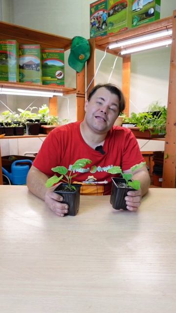 Подсыхание листьев у баклажана.