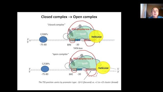 Lecture 3, Part2 Gene Transcription. Promoters, Enhancers, Sigma Factors.