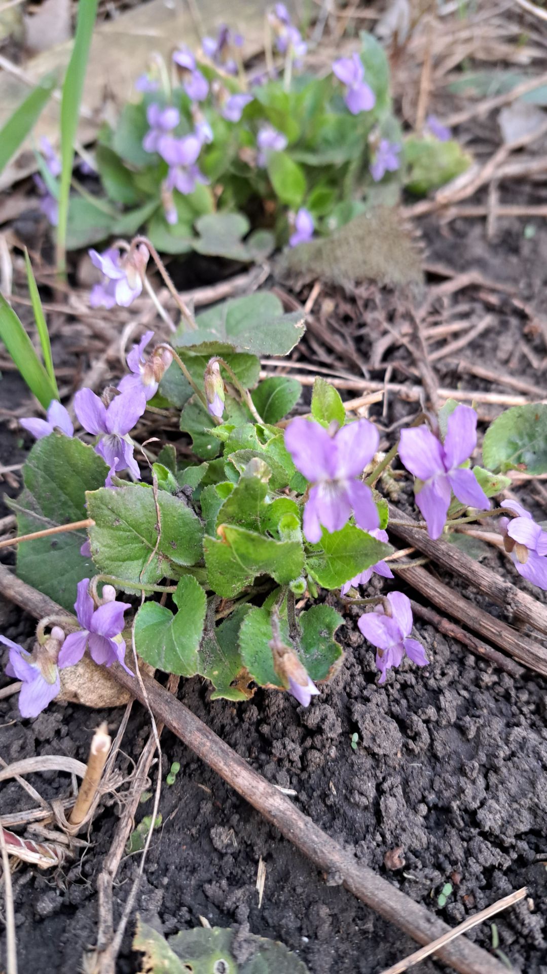 Весна наступила