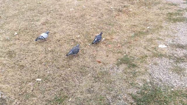 Один из дней города Евпатории | 21 сентября 2021 г | Крым ХАН БАТОН XAH 6ATOH | VID_20210921_144048