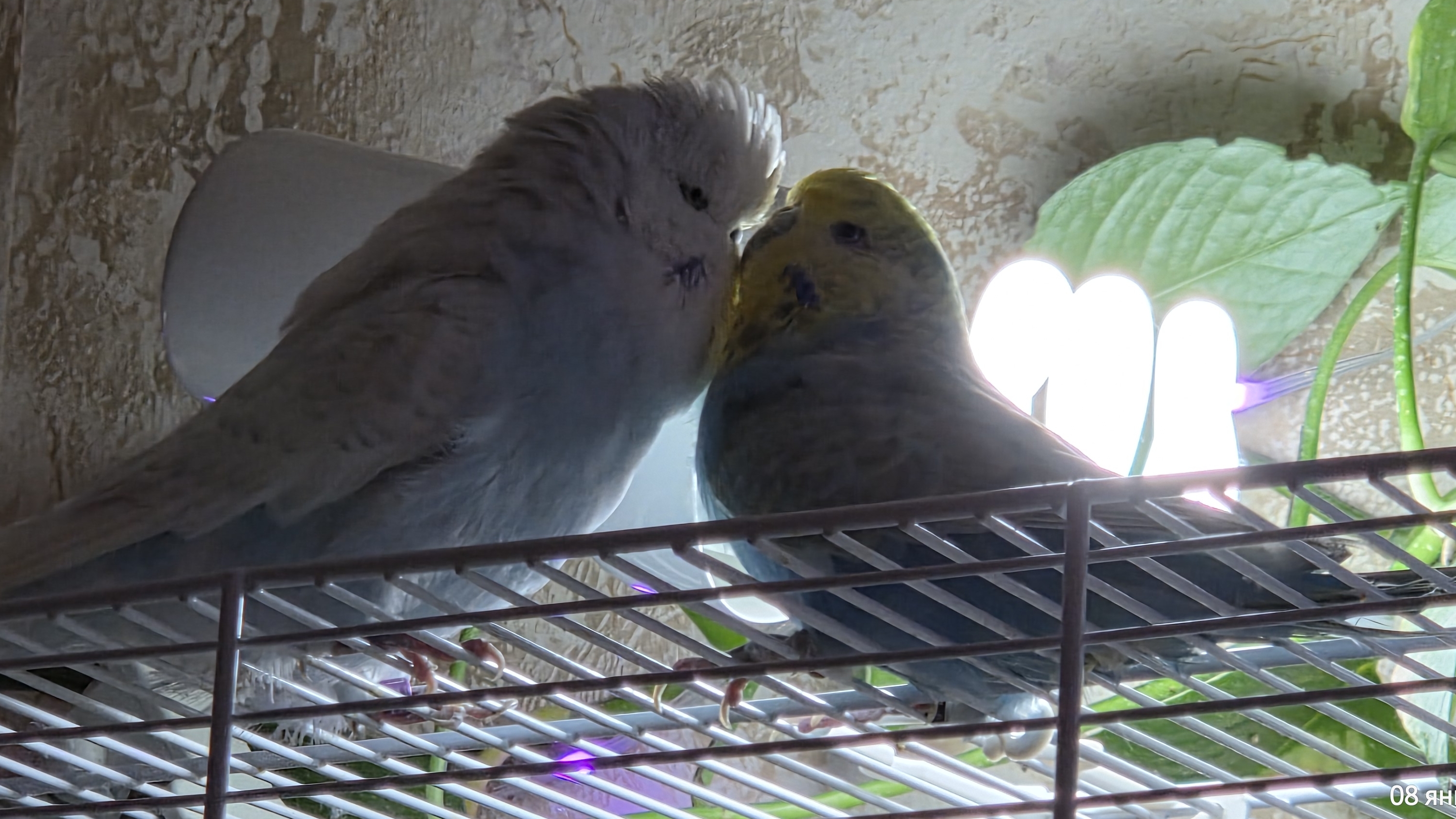 Ручной Выставочный волнистый попугай Чех.