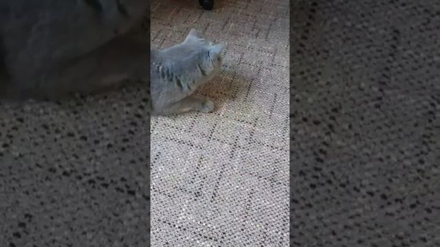 Стихи с котом,про Неумейку.