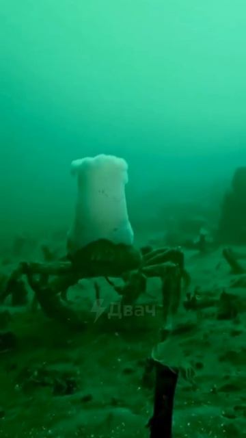 Мистер Крабс