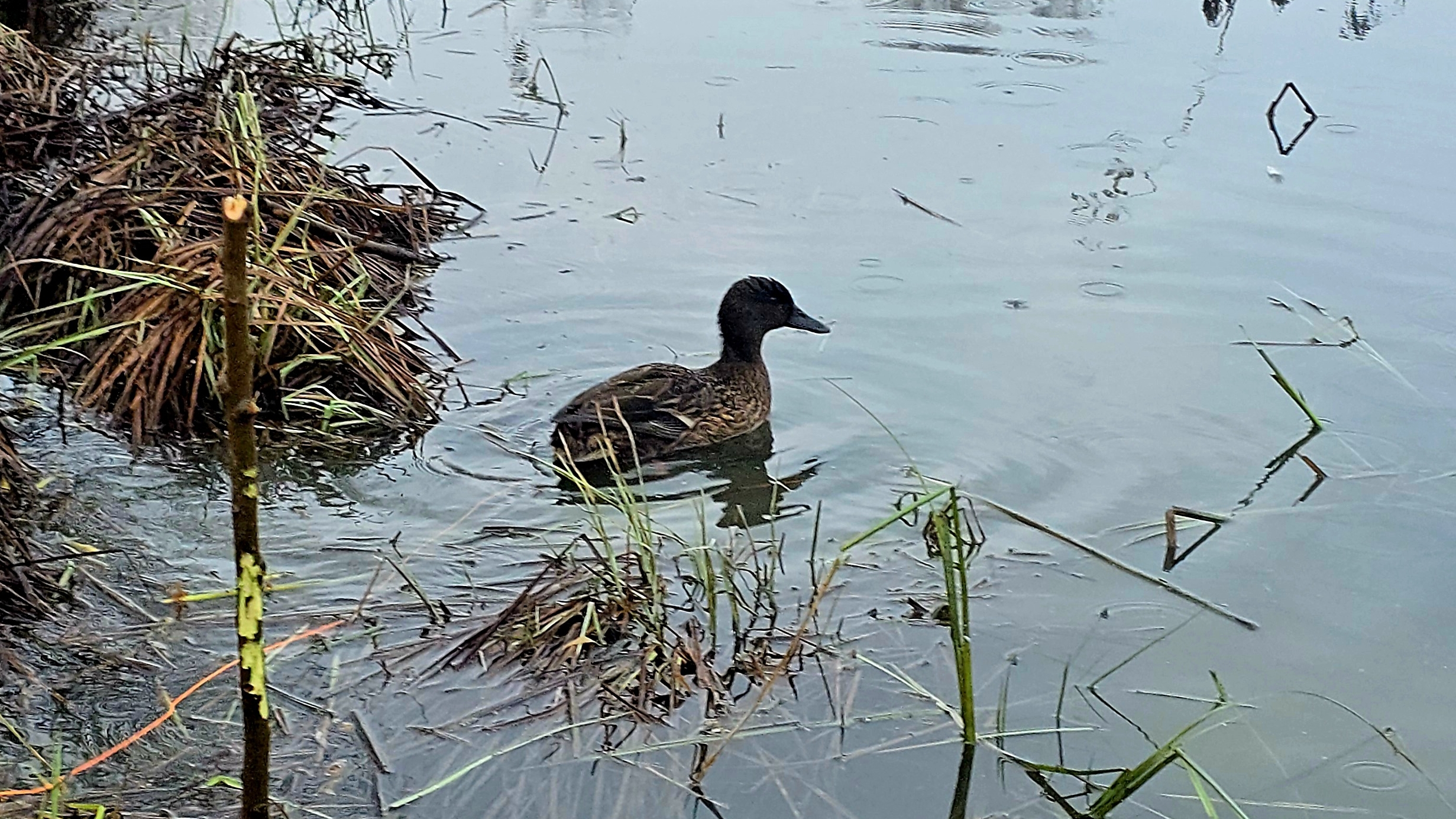 Охота на полчаса