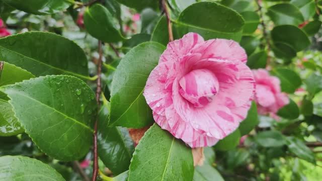 🌸 Батуми, весна: ботанический сад — розы, сакура и вид на море