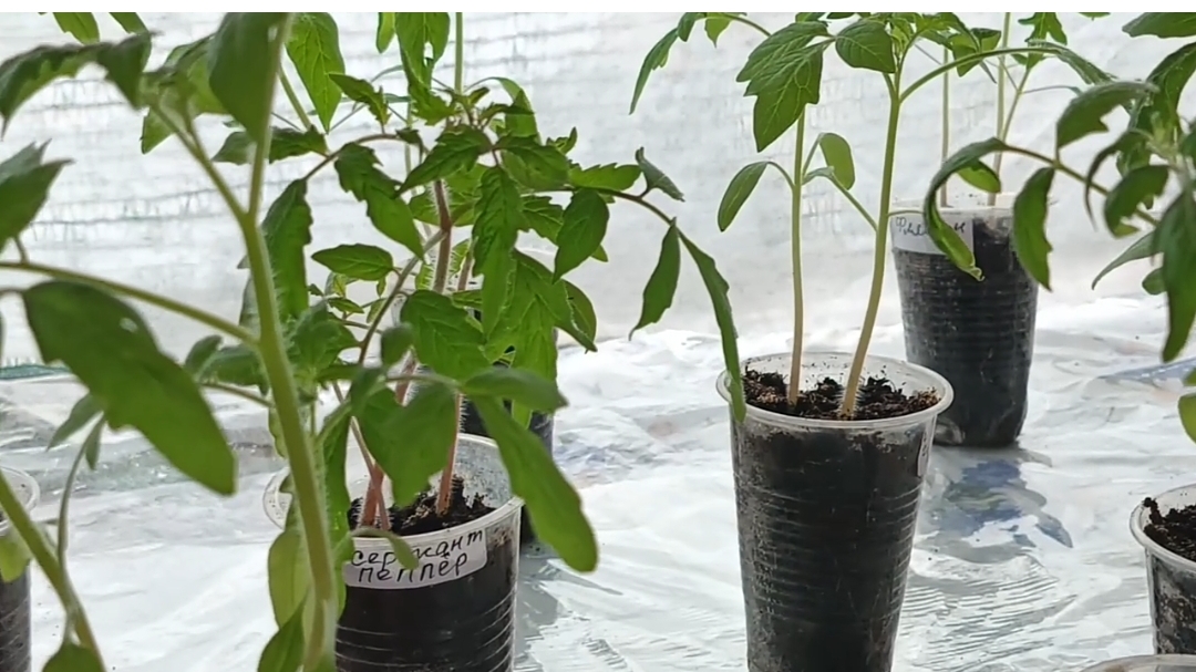 Расстановка🌱