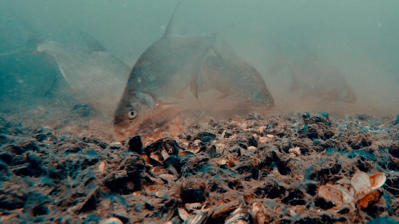 Рыбалка на Фидер Лучшая рыбалка 2025 - 2026 Крутые Подводные Съемки Лучшая Рыбалка Русская Рыбалка