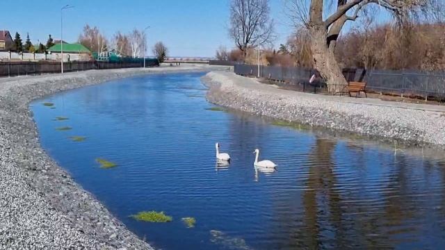 На променаде вдоль реки Ахтырка в Алексеевском появились новые обитатели — пара лебедей