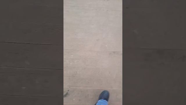 квест ищем всех животных