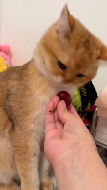 Ненененененене