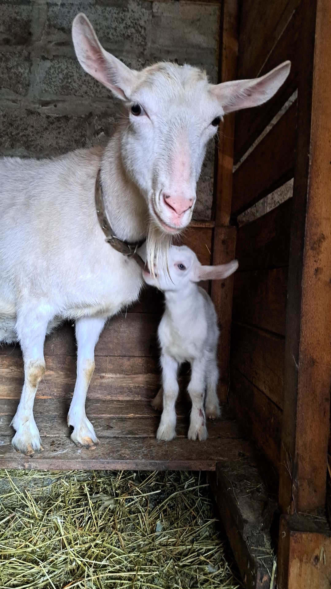 Поскакунчик