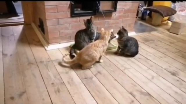 Питомцы Алексея