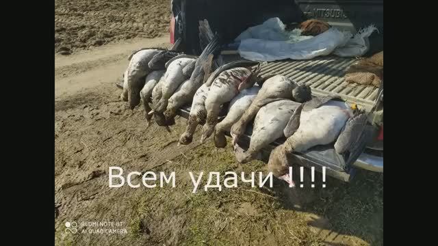 РЕЗУЛЬТАТИВНАЯ ОХОТА НА ГУСЯ В ОДИНОЧКУ
