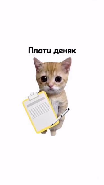 котята пояснят
