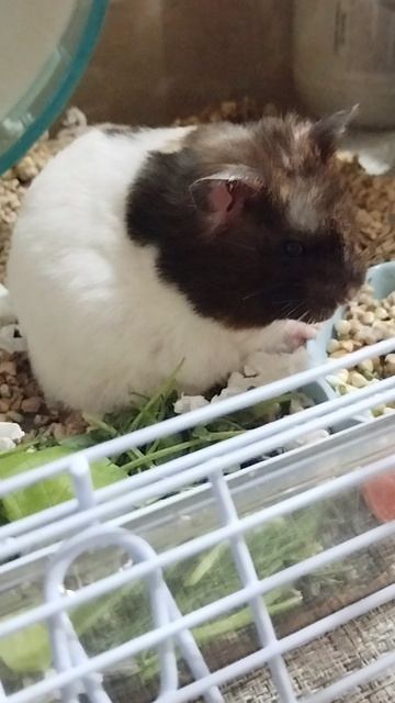 Сонного, утреннего хомячка вам