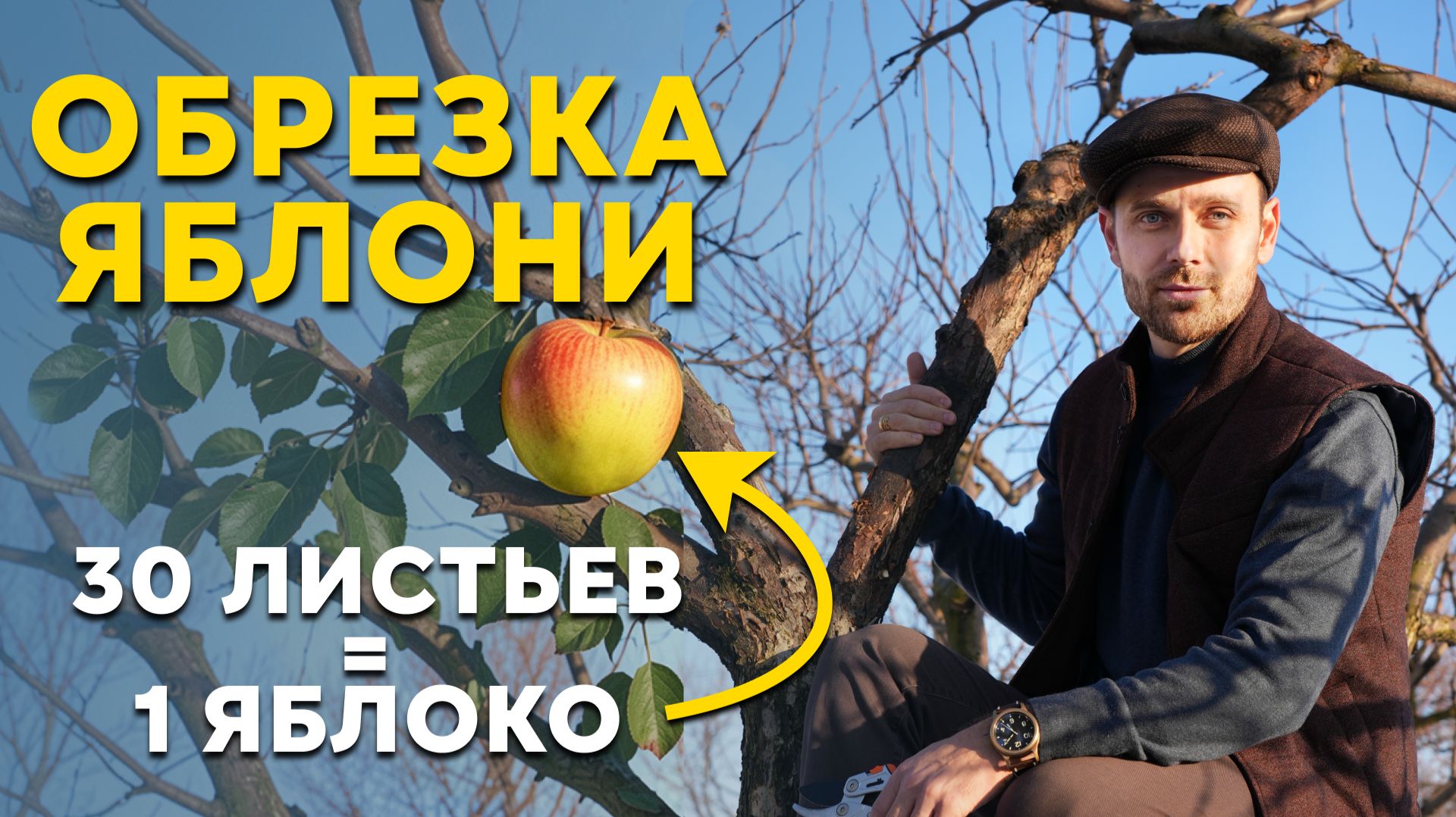 ОБРЕЗКА ЯБЛОНИ ВЕСНОЙ — пошагово для начинающих! Крупные яблоки каждый год