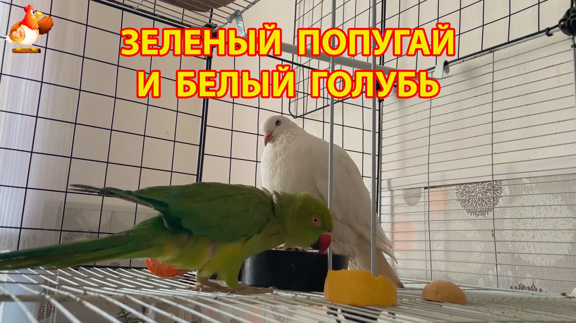 Зеленый попугай и белый голубь – лучшие друзья (4)