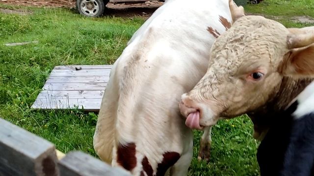 Вот такое ЛЕТО