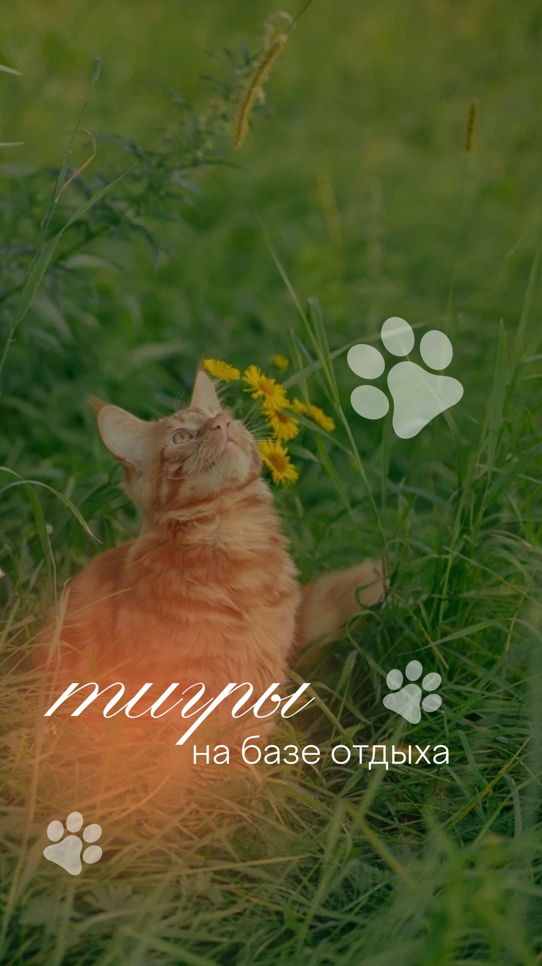 Тигр на базе отдыха в Хабаровске