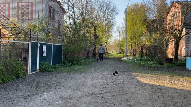 Бельгийская овчарка 10 месяцев Лис! Будни дрессировки! Отработка команды ко мне!