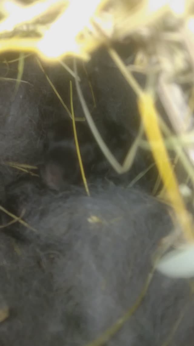 Крольчата на второй день