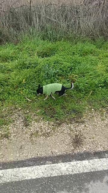 Босс под цвет травы)