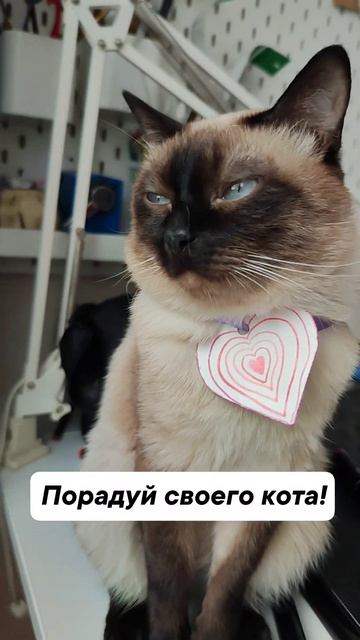 Порадуй своего кота!