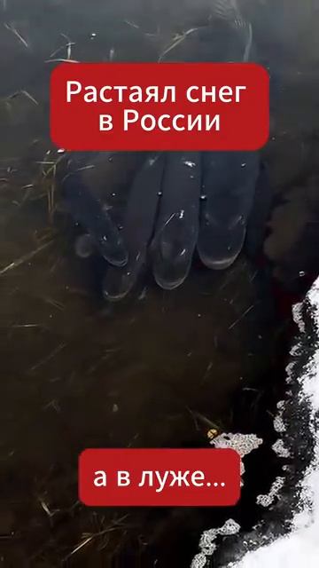 Растаял снег в России, а в луже вот это прекрасное чудо