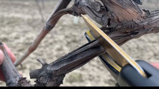 Плач винограда: что мы узнали за последние годы?