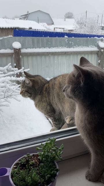 Кошки на окошке или снег в апреле 2026 год