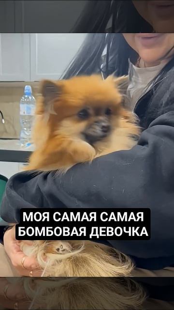 МОЯ КРАСОТКА ‼️#собака #ЛАКИ#мойпитомец #таро #шпиц
