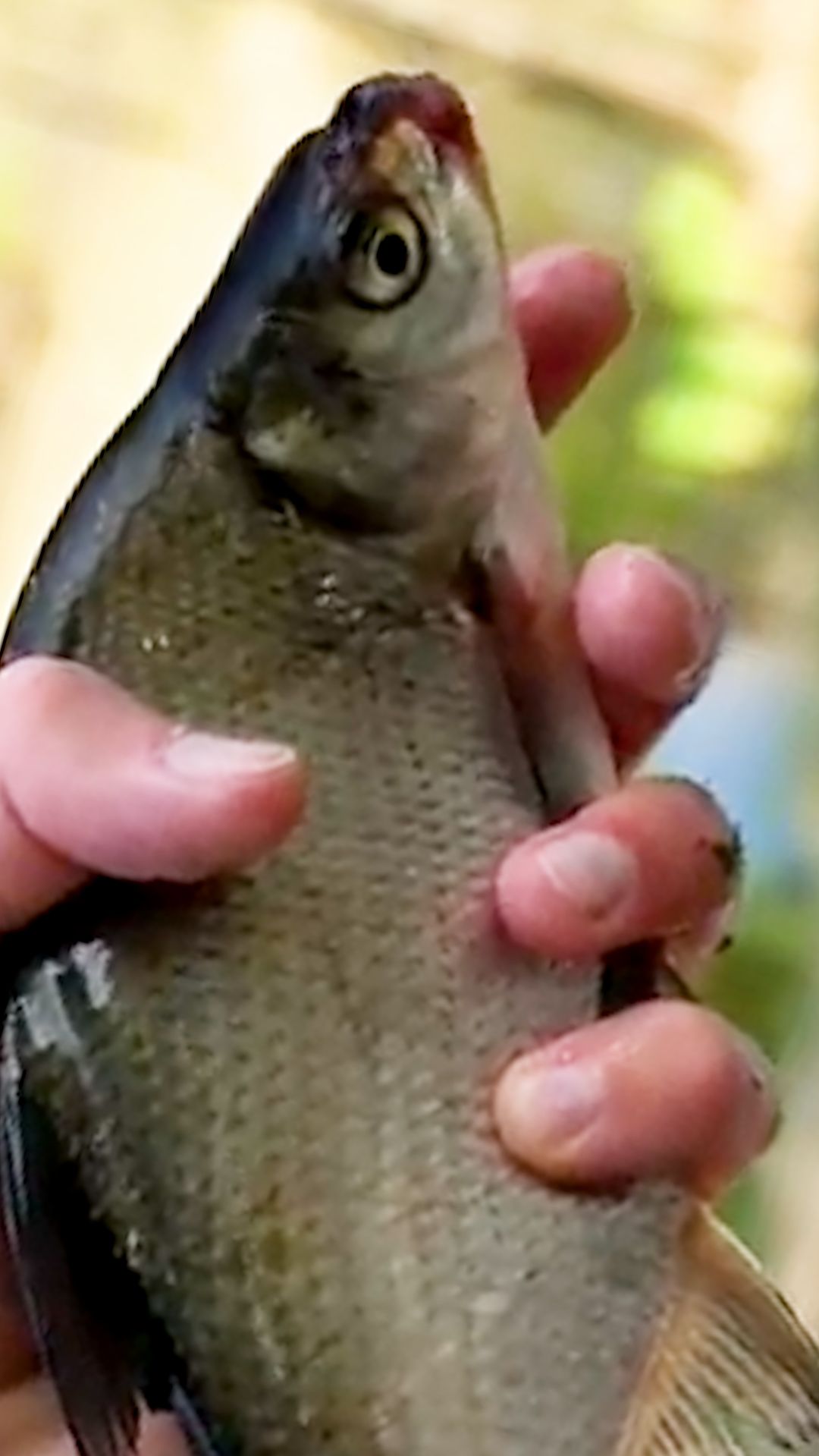 Только закидываю и снова клюёт рыба