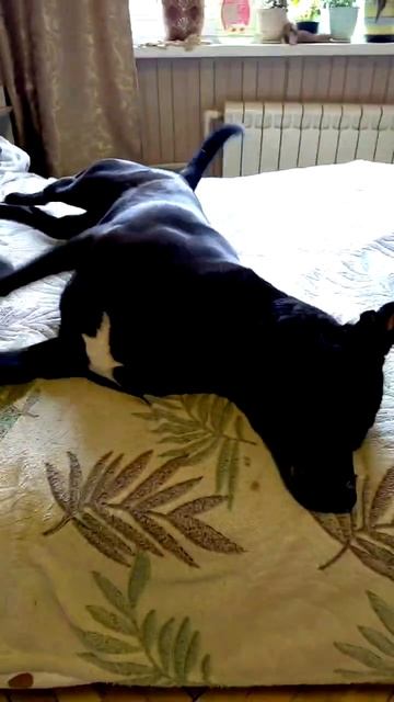 Риддик (привет из дома)