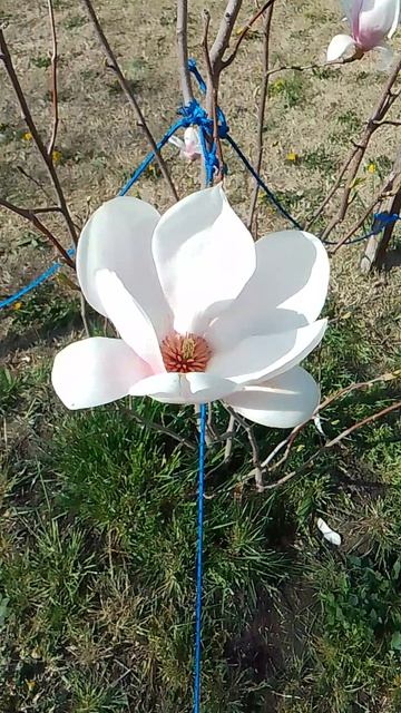 VID_20260401_155641.mp4