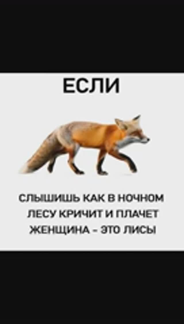 Лютые мемы. Звуки в лесу