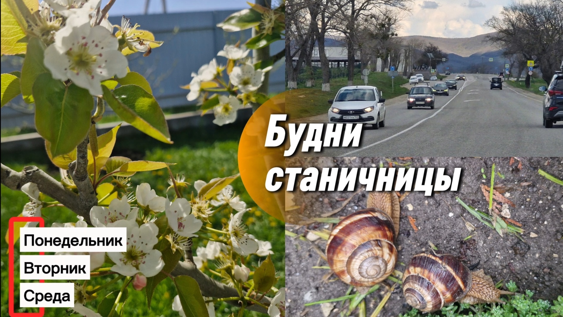 Живу на Юге. Мои будни: работа,ремонт,сад,огород.