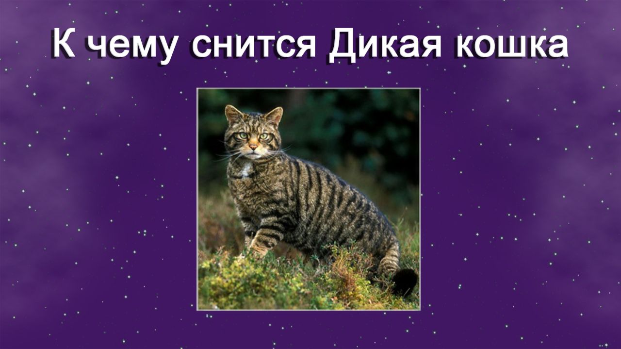К чему снится Дикая кошка - толкование сна