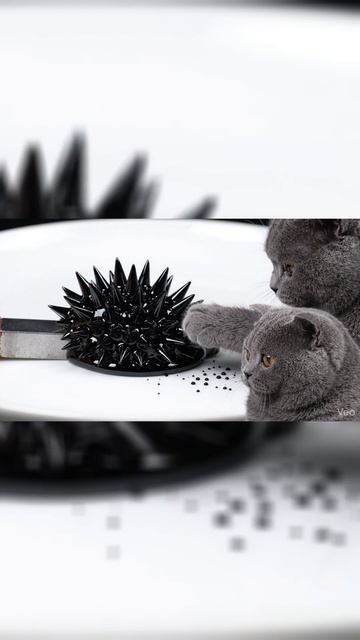 Истер и Инопланетная Форма Жизни 🐾🖤 (Магия Ферромагнетика) | Liquid Metal vs Cat #shorts #science