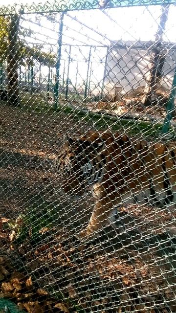Зоопарк в Болгарии,город Пловдив