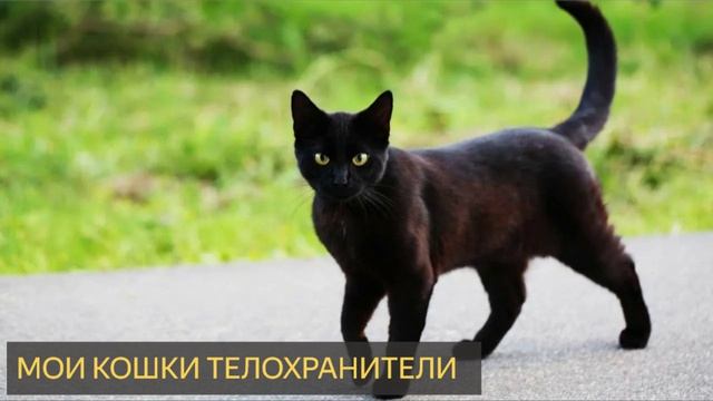 Мои кошки телохранители (Мистическая история, домашние животные, невидимка)