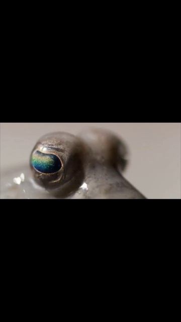 от большого взрыва до наших дней за 90 секунд