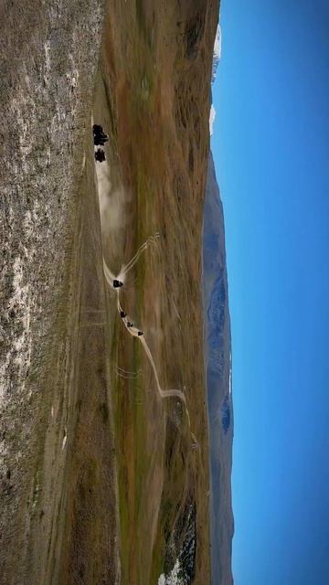 Путешествие на плато Укок — землю Принцессы Укока #алтай #туры #багги #путешествия #travel #nature