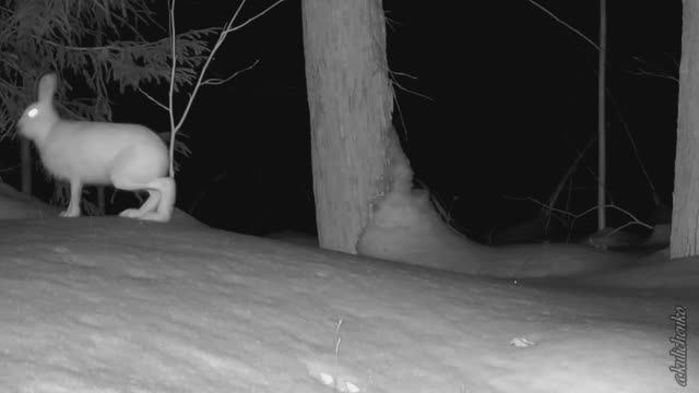 Беляк и ловушка