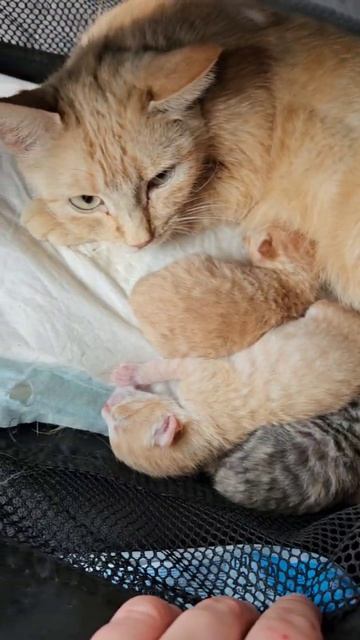 Солнечные коты прибыли