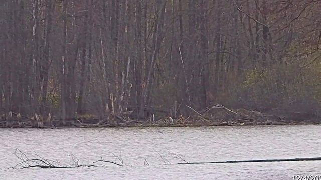 2026/4/12: Цапля на Венере